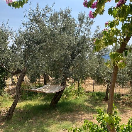 Casa Sisu-Appartamento Immerso Negli Ulivi SantʼElia Fiumerapido Exteriér fotografie