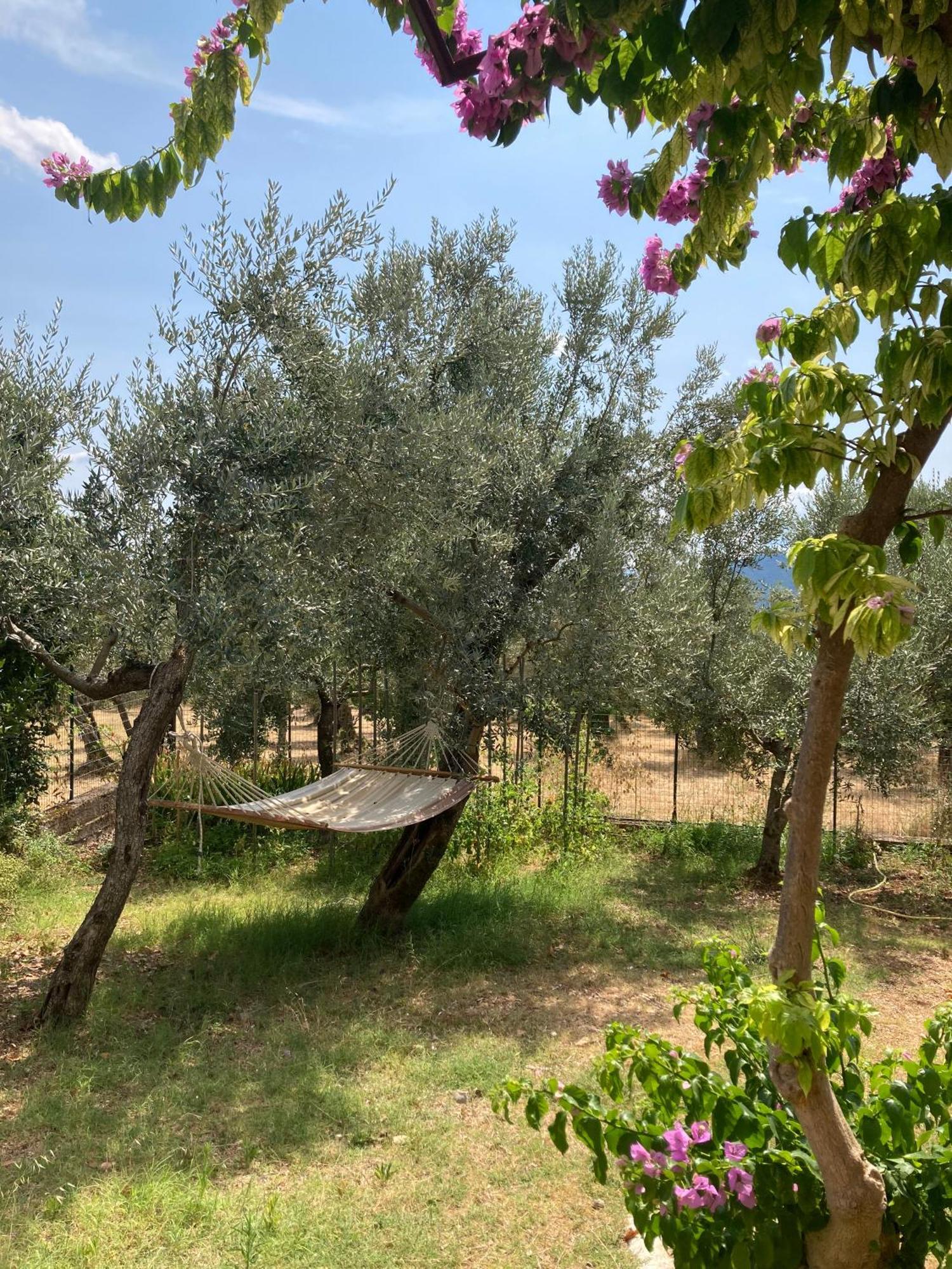 Casa Sisu-Appartamento Immerso Negli Ulivi SantʼElia Fiumerapido Exteriér fotografie