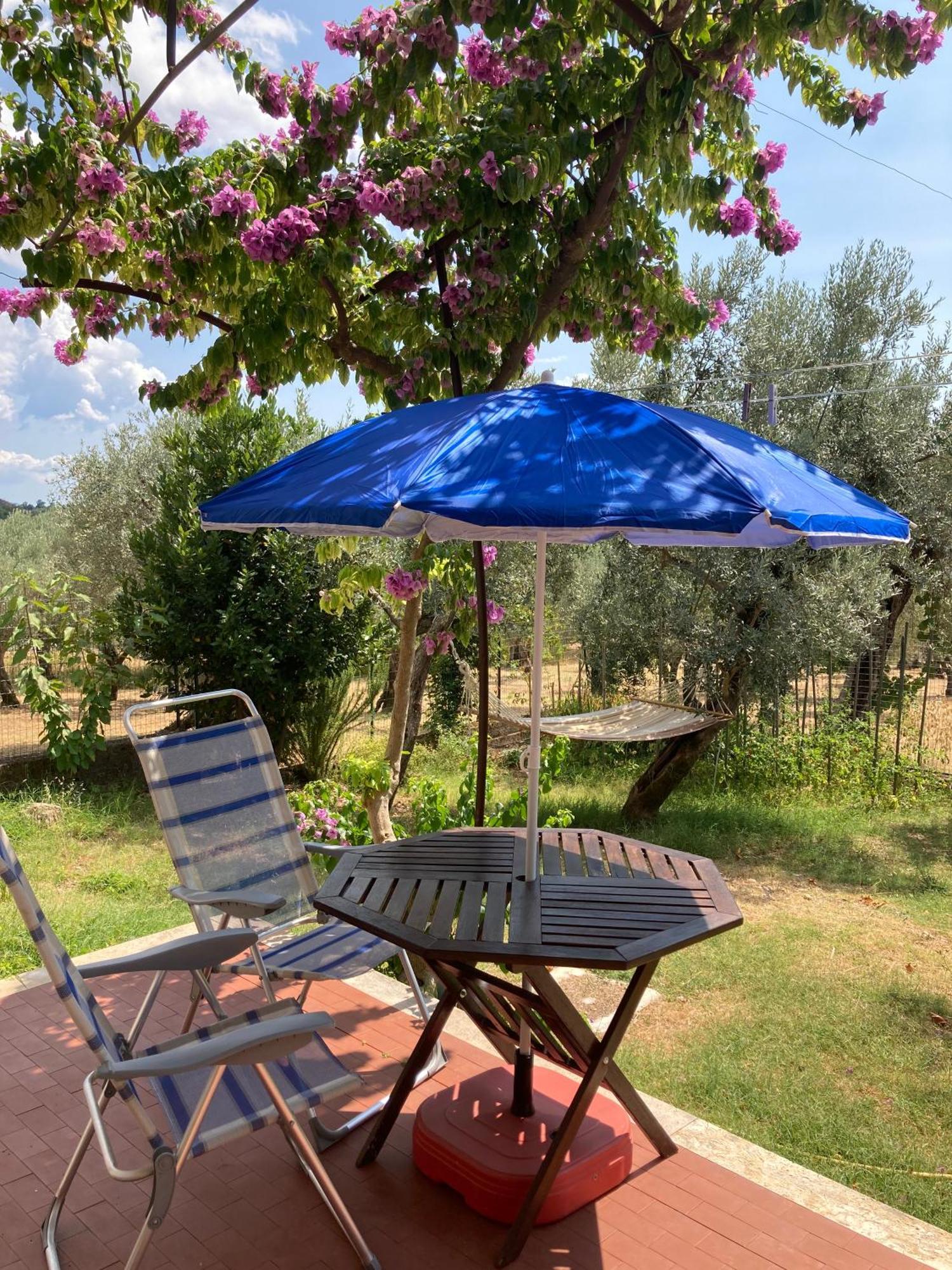Casa Sisu-Appartamento Immerso Negli Ulivi SantʼElia Fiumerapido Exteriér fotografie