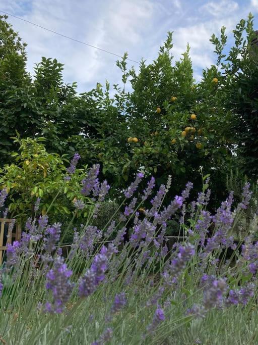 Casa Sisu-Appartamento Immerso Negli Ulivi SantʼElia Fiumerapido Exteriér fotografie