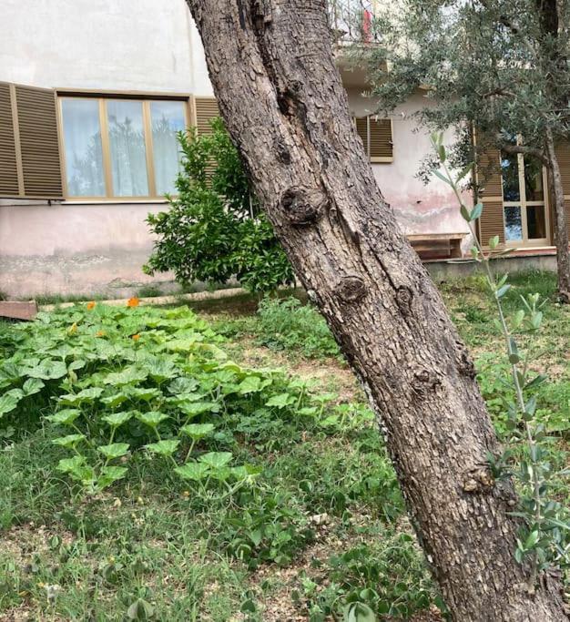 Casa Sisu-Appartamento Immerso Negli Ulivi SantʼElia Fiumerapido Exteriér fotografie