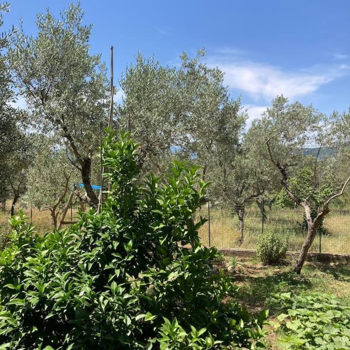 Casa Sisu-Appartamento Immerso Negli Ulivi SantʼElia Fiumerapido Exteriér fotografie